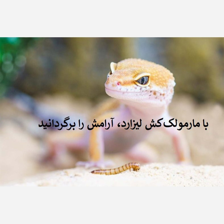 دورکننده قوی و مؤثر مارمولک با لیزارد