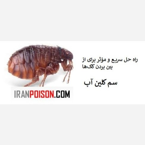 نابودی کک ها با کلین آپ