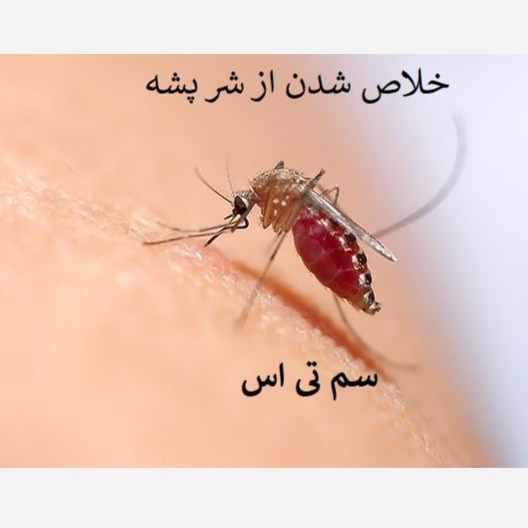 خلاص شدن از شر پشهها با تی اس