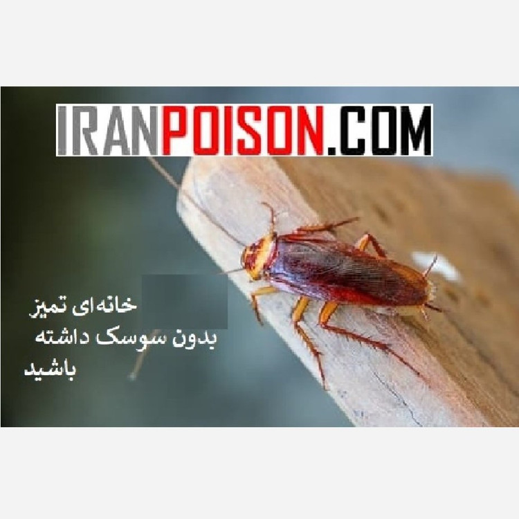 یک بار سمپاشی با سوسک کش ریونج