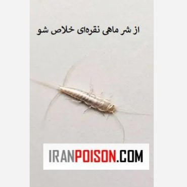 از شر ماهی نقرهای خلاص شو با آکواپای