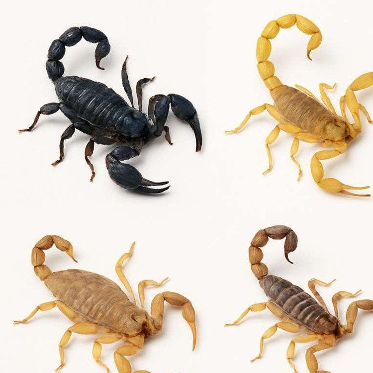 سم عقرب هاریس (ارسال رایگان)