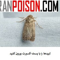 سم بید پست اکسپرت Pest expert (ارسال رایگان)