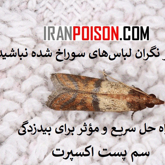 سم بید پست اکسپرت Pest expert (ارسال رایگان)