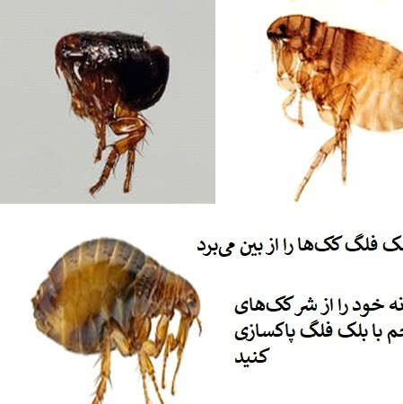 سم کک بلک فلگ(ارسال رایگان)