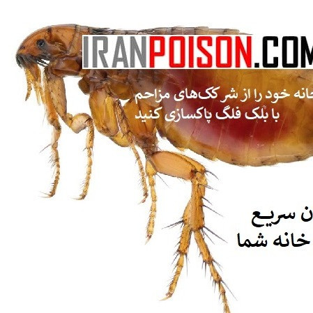 سم کک بلک فلگ(ارسال رایگان)