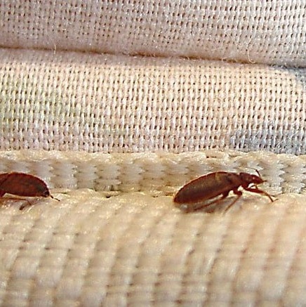 خریدوفروش سم ساس کش کراس فایر خارجی(ارسال رایگان)