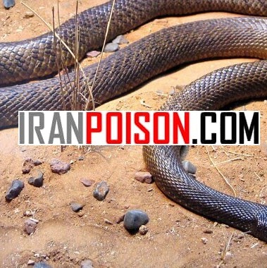 فروش سم مار اسنک ای وی خارجی(ارسال رایگان)