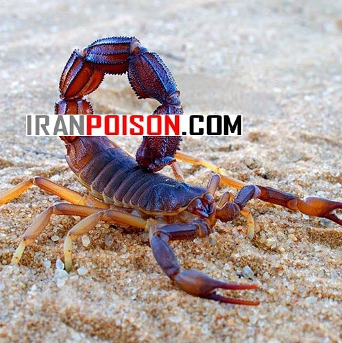 فروش پیگانیک برای استفاده در محلهای زندگی عقرب(ارسال رایگان)