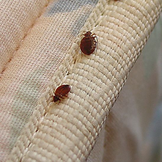 تهیه سم تخم ساس بدباگ وارداتی(ارسال رایگان)