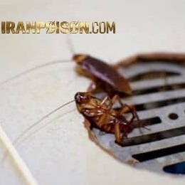 سفارش سم سوسک ریز ریپلزال وارداتی(ارسال رایگان)