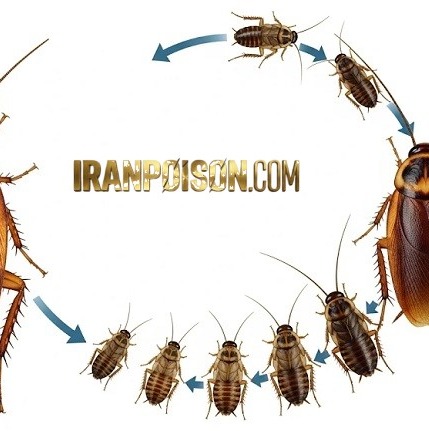 فروش ریپلزال وارداتی برای کنترل سوسکهای کوچک(ارسال رایگان)