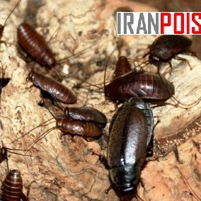 خریدوفروش سم سوسک فاضلابی تخصصی وارداتی(ارسال رایگان)
