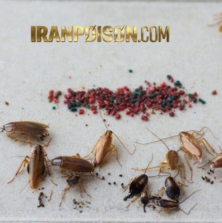 خرید سم سوسک فاضلابی رونج وارداتی برای کنترل سوسک در سرویس بهداشتی(ارسال رایگان)