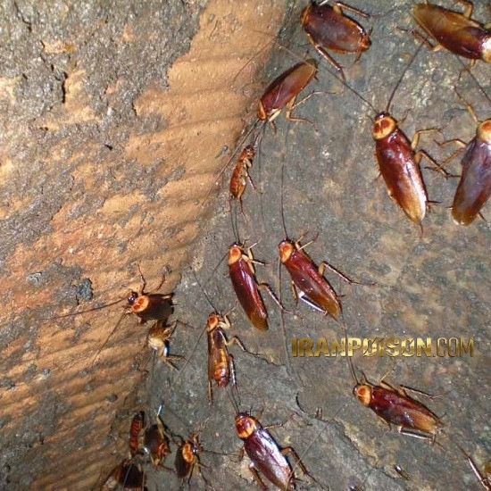خرید سم سوسک ریز ریپلزال حرفه ای وارداتی(ارسال رایگان)