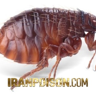 فروش بلک فلگ وارداتی ویژه کنترل کنه(ارسال رایگان)