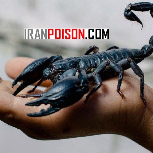 خرید سم عقرب پایروساید وارداتی(ارسال رایگان)