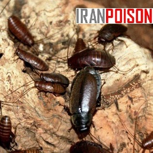 فروش سم سوسک فاضلابی رونج برای ساختمانهای اداری(ارسال رایگان)