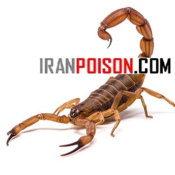 فروش سم پیگانیک برای کنترل عقرب در محیطهای اطراف خانه(ارسال رایگان)