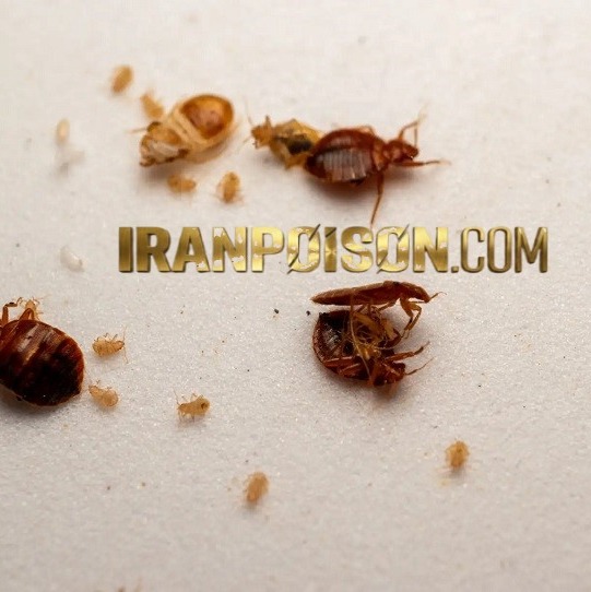فروش سم ساسکش بدباگ مخصوص محیطهای مسکونی(ارسال رایگان)