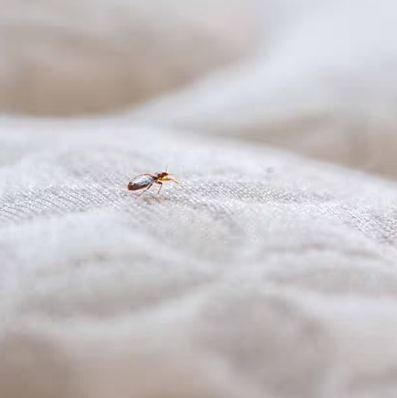 فروش سم ساس واندرساید وارداتی مخصوص محیطهای اقامتی(ارسال رایگان)