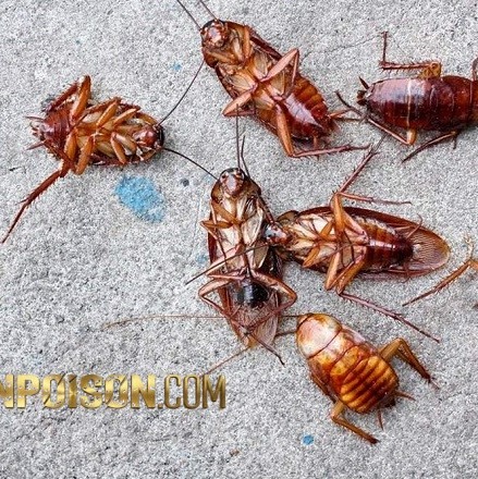 خرید سم رونج برای کنترل سوسک در موتورخانه (ارسال رایگان)