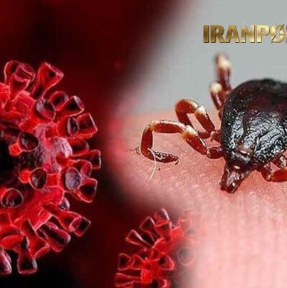 خرید کنه کش حرفه ای بلک فلگ برای کنترل کنه (ارسال رایگان)