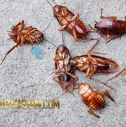 خرید سم رونج وارداتی برای کنترل سوسک فاضلابی(ارسال رایگان)