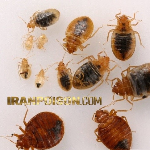 فروش سم تخصصی جهت کنترل تخم ساس وارداتی(ارسال رایگان)