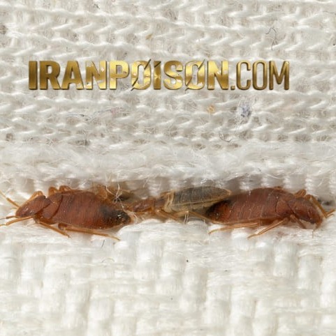 فروش سم تخصصی جهت کنترل تخم ساس وارداتی(ارسال رایگان)