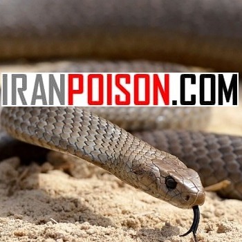 فروش سم لیکوئیدفنس مخصوص مار (ارسال رایگان)