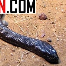 فروش سم لیکوئیدفنس مخصوص مار (ارسال رایگان)