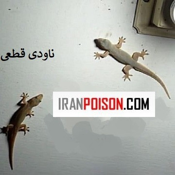 با ساویر، کنترل مارمولک رو جدیتر دنبال کن