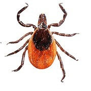 خرید سم کنه کبوتری قوی مکس فورس