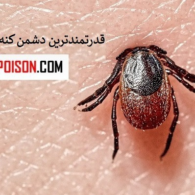 خرید سم قوی کنه کبوتری بلک فلگ