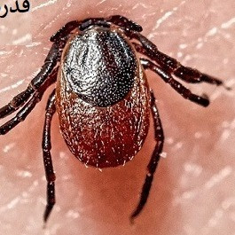 خرید سم کنه کبوتری قوی مکس فورس