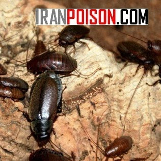 خرید سم پر فروش برای سوسک های فاضلابی رونج