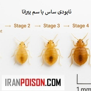 پیرانا وارداتی اصل (ارسال رایگان)