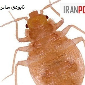 پیرانا وارداتی اصل (ارسال رایگان)
