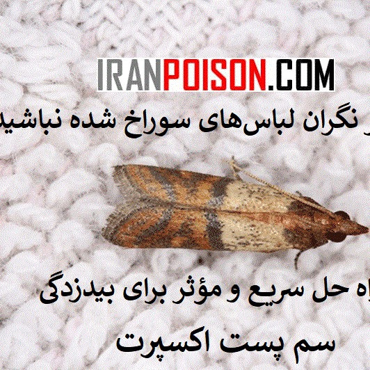 سم بیدکش کلین آپ برای از بین بردن بید فرش