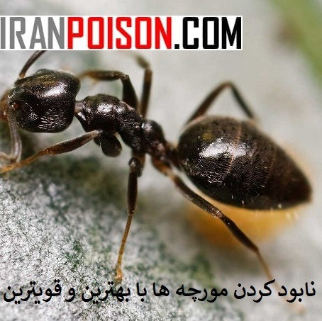 خرید سم مورچه انت کلیر