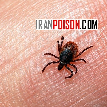 خرید آنلاین سم کنه بلک فلگ