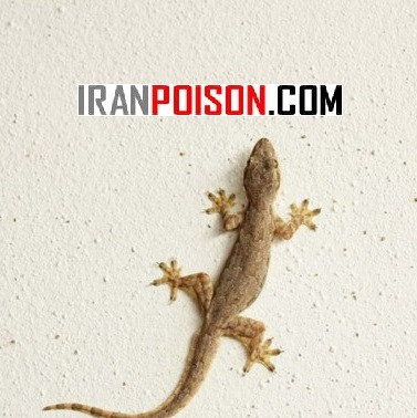 خرید آنلاین سم مارمولک لیزارد