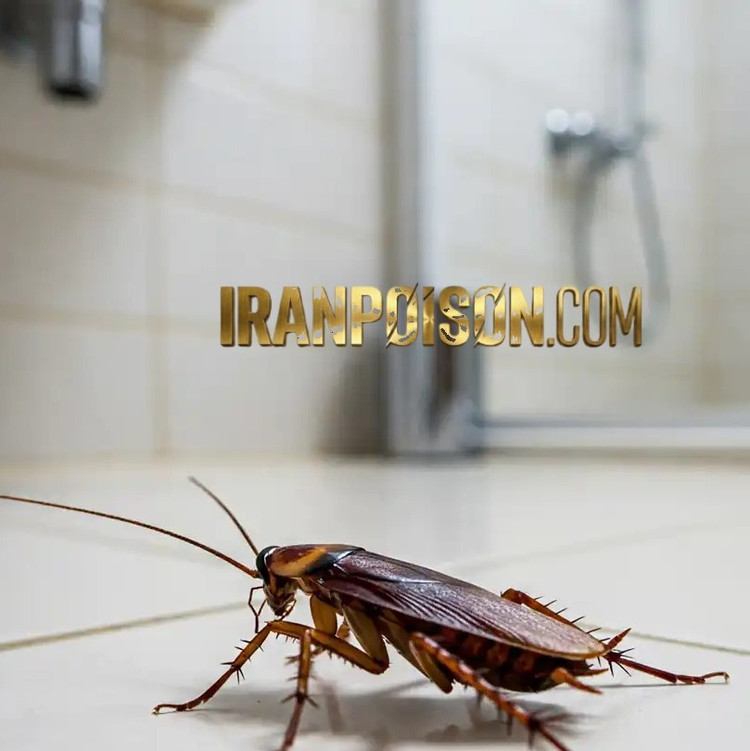 سم سوسک فاضلابی رونج برای آشپزخانه و سرویس بهداشتی