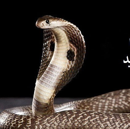 خرید سم مار لیکوئیدفنس