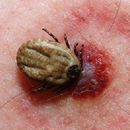 نابودی کنه با کنه کش بلک فلگ