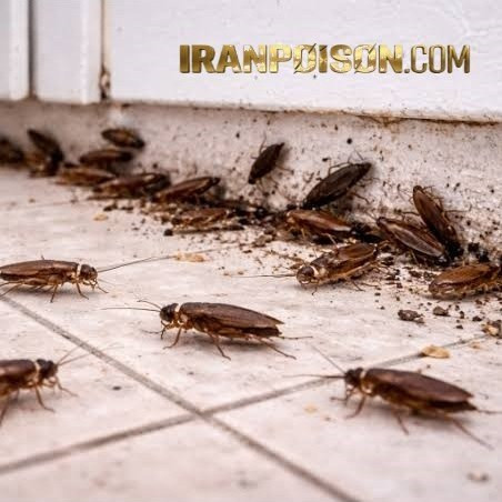 سوسک کش وارداتی اکوپای اصلی (ارسال رایگان)