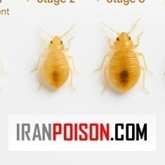 خرید سم حرفه ای ساس واندرساید (ارسال رایگان)