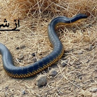 راهکار مطمئن برای دور نگه داشتن مارها