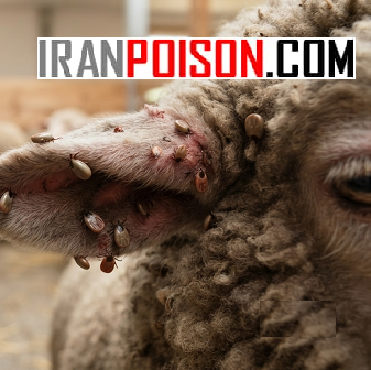 نابودی کنه دامداری با سم مکس فورس